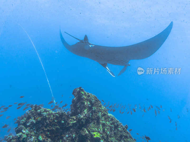 远洋蝠鲼(Manta birostris)游过清洁站。在世界自然保护联盟的红色名单中，这些优雅的动物正在成为野外罕见的景象。